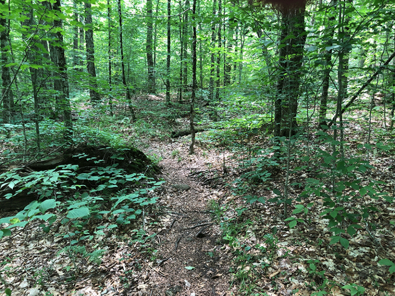 Hike Floodwood Mountain - Protect the Adirondacks!