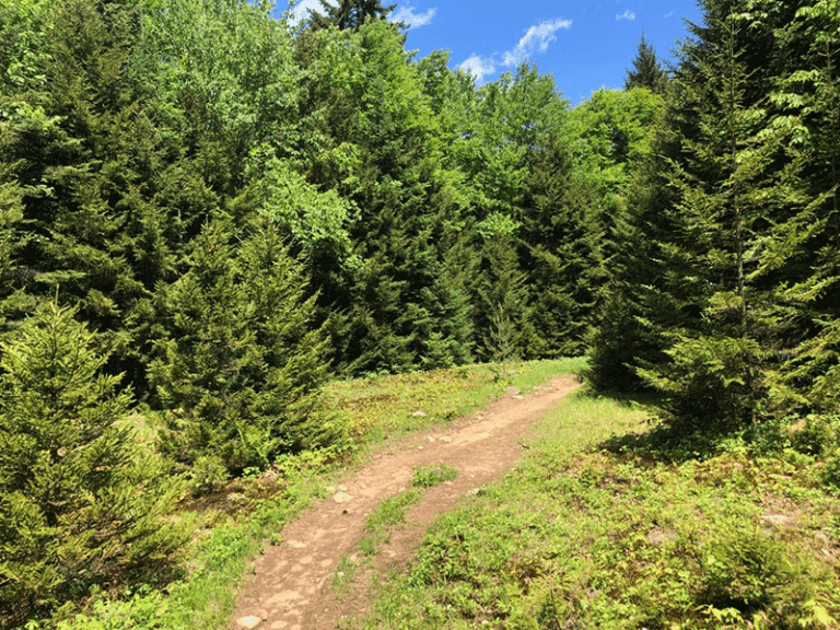 Hike Black Bear Mountain - Protect the Adirondacks!