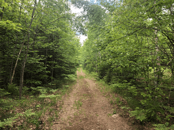 Pine Lake - Protect the Adirondacks!