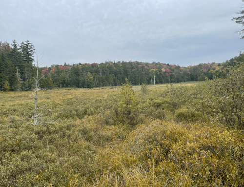 Public comments needed to strengthen New York’s Freshwater Wetlands Act draft regulations